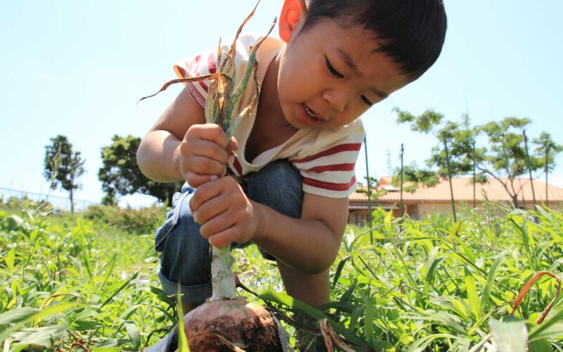 Child Taking Onion From Ground