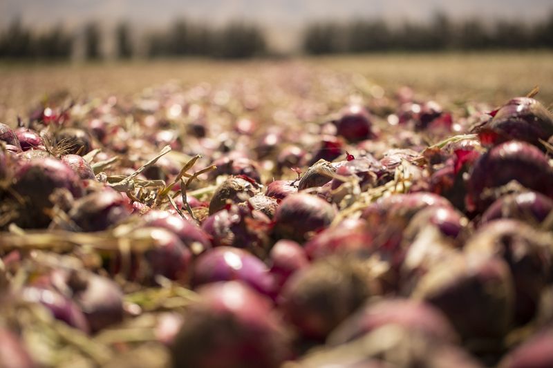 Onions in a Field