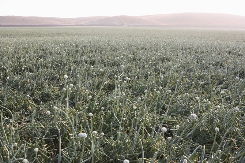 Onion Plants Producing Onion Seeds