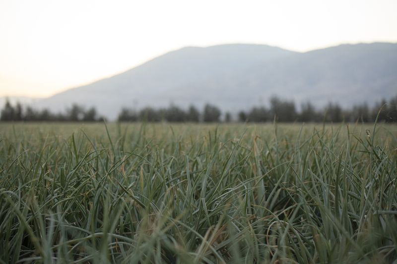 Onion Farm