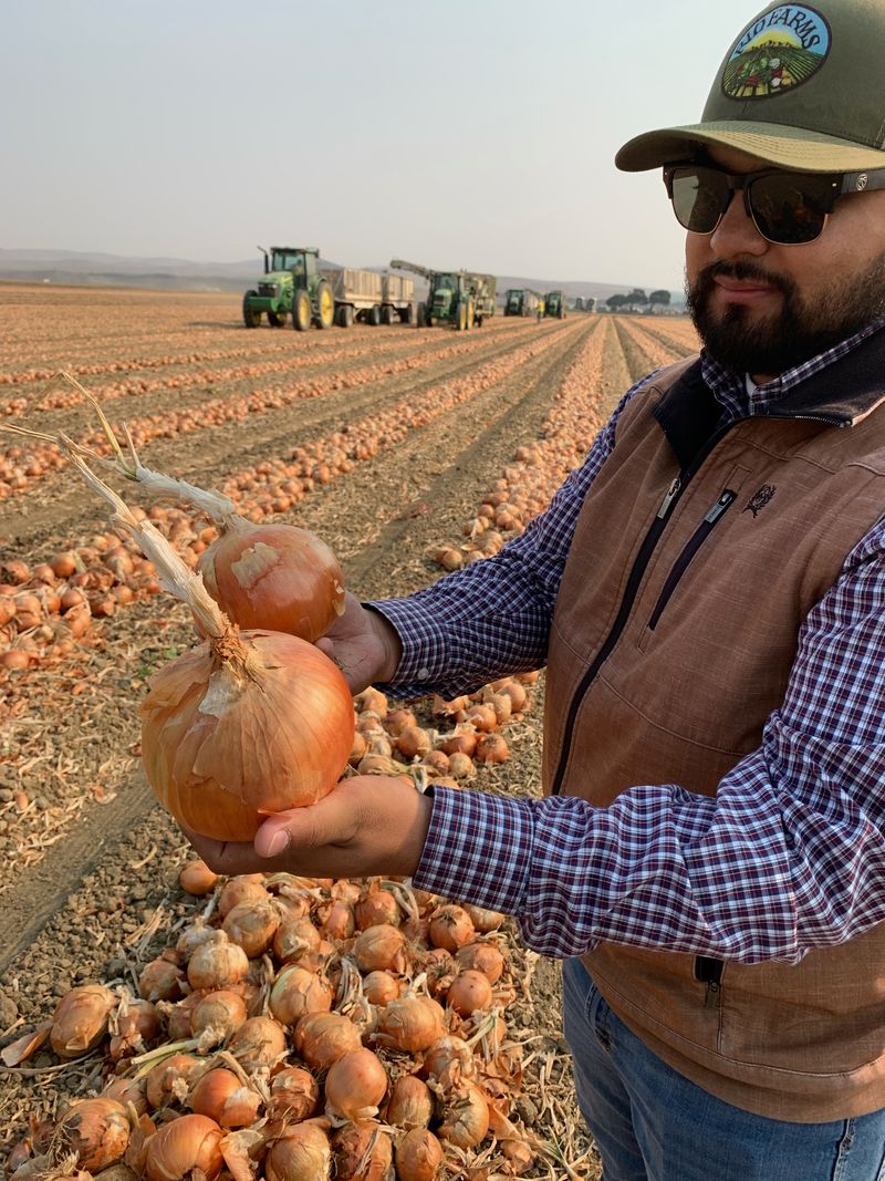 Farmer in Onion Field